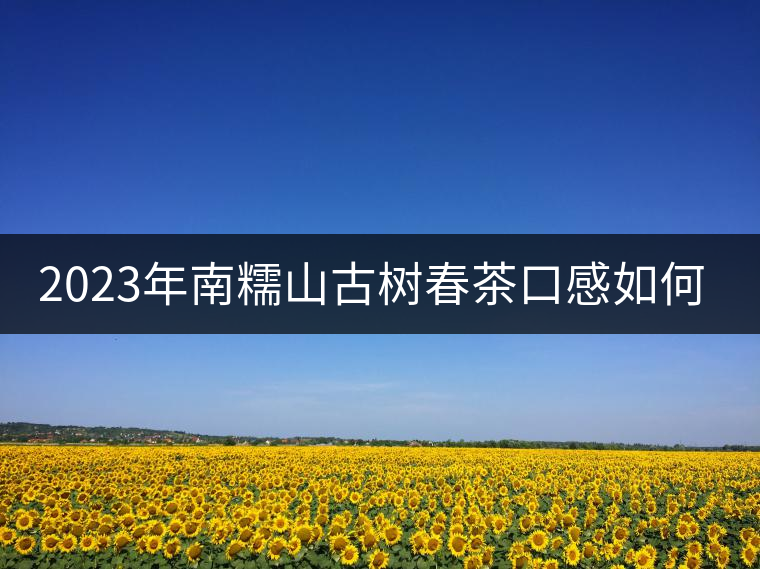 2023年南糯山古樹(shù)春茶口感如何？