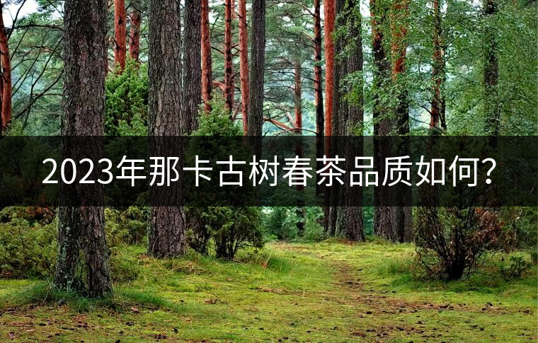 2023年那卡古樹春茶品質(zhì)如何？