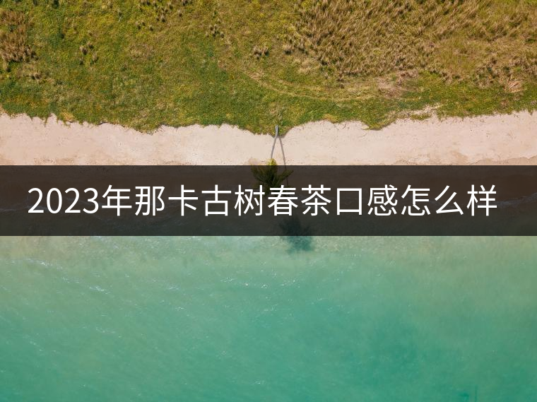 2023年那卡古樹春茶口感怎么樣？