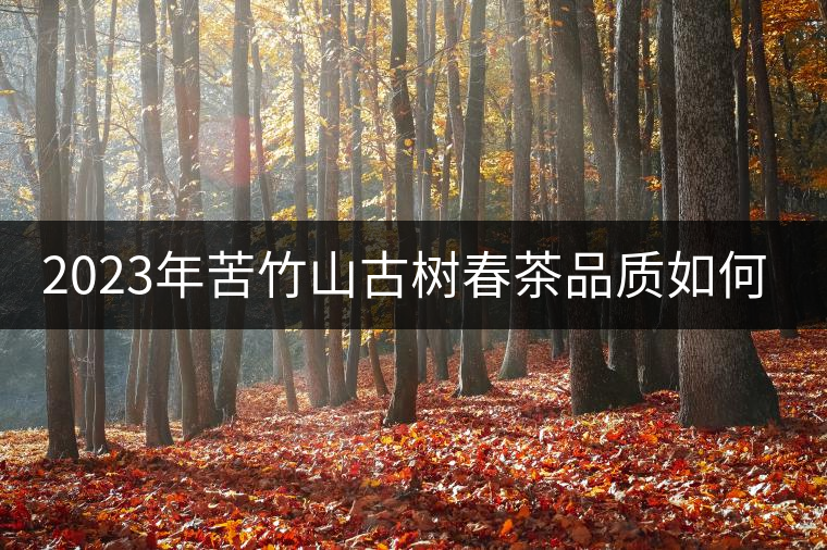 2023年苦竹山古樹春茶品質(zhì)如何？