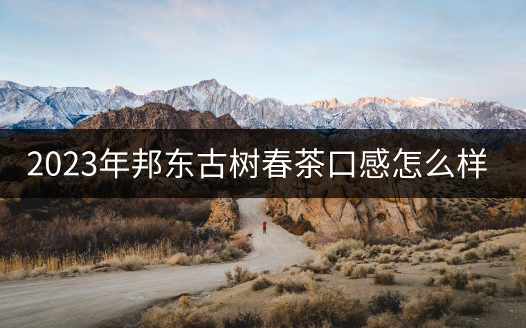 2023年邦東古樹春茶口感怎么樣？