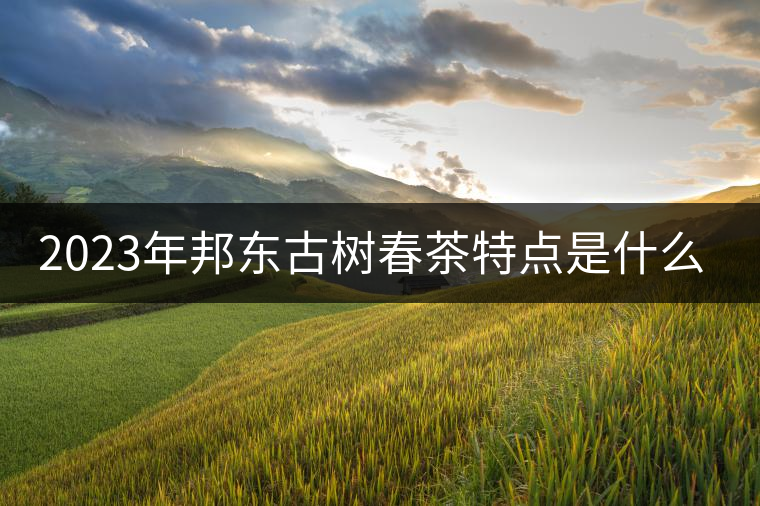 2023年邦東古樹春茶特點是什么？