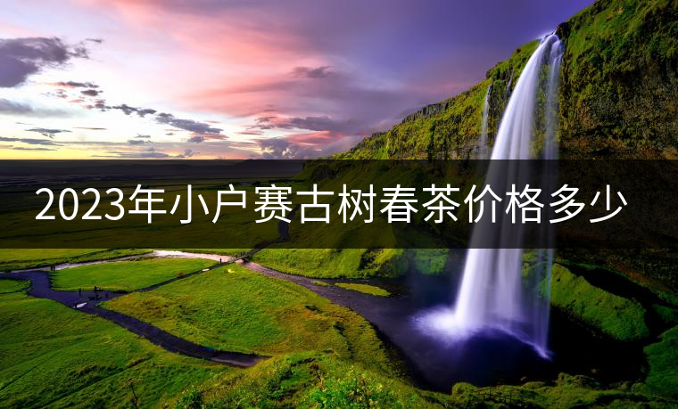 2023年小戶賽古樹春茶價(jià)格多少？