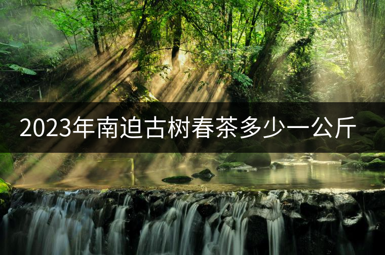 2023年南迫古樹(shù)春茶多少一公斤？