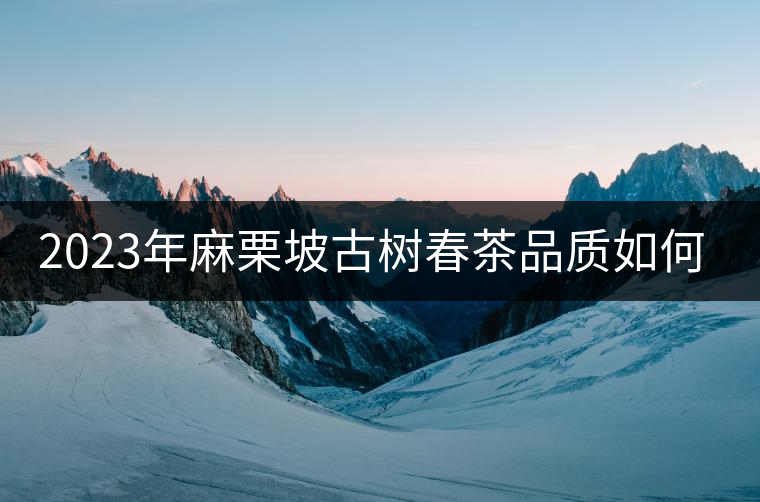 2023年麻栗坡古樹春茶品質如何？