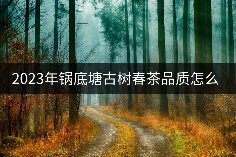 2023年鍋底塘古樹(shù)春茶品質(zhì)怎么樣？