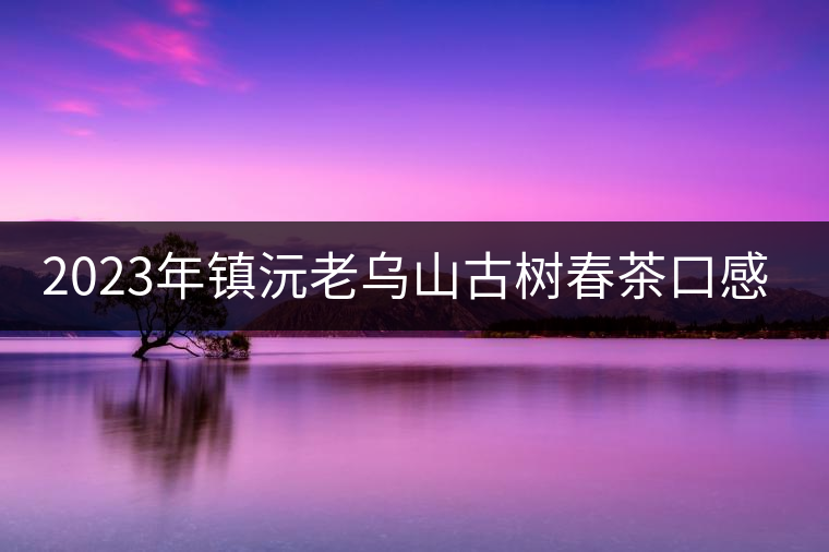 2023年鎮(zhèn)沅老烏山古樹(shù)春茶口感怎么樣？