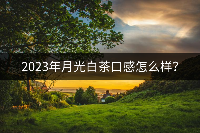 2023年月光白茶口感怎么樣？