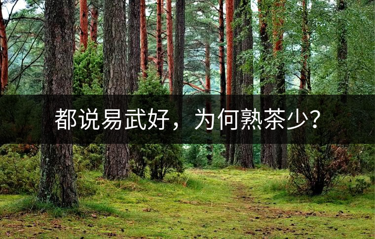 都說易武好，為何熟茶少？