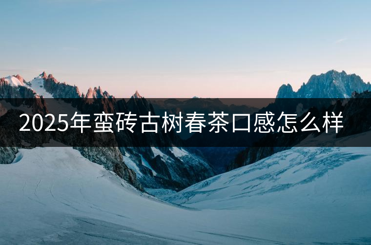 2025年蠻磚古樹春茶口感怎么樣？