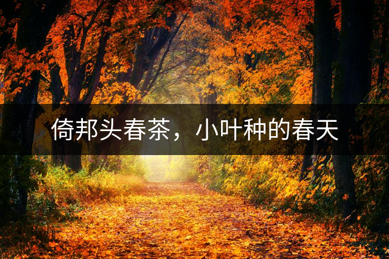 倚邦頭春茶，小葉種的春天