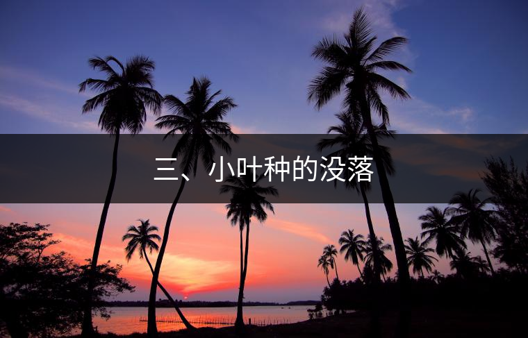 三、小葉種的沒落