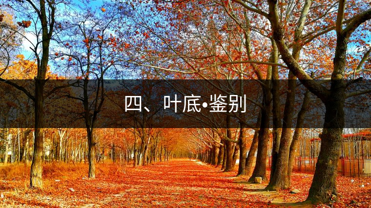 四、葉底?鑒別