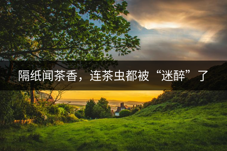 隔紙聞茶香，連茶蟲都被“迷醉”了