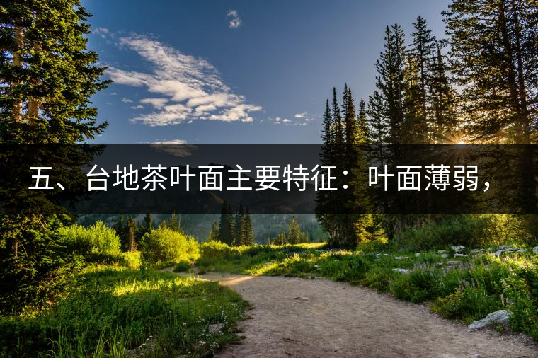 五、臺地茶葉面主要特征：葉面薄弱，如薄紙易折;沖泡之后無力恢復(fù)彈性，甚至多次沖泡也不能展開，葉子愈薄愈差。