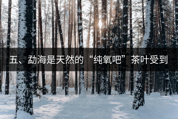 五、勐海是天然的“純氧吧”茶葉受到很好的潤澤