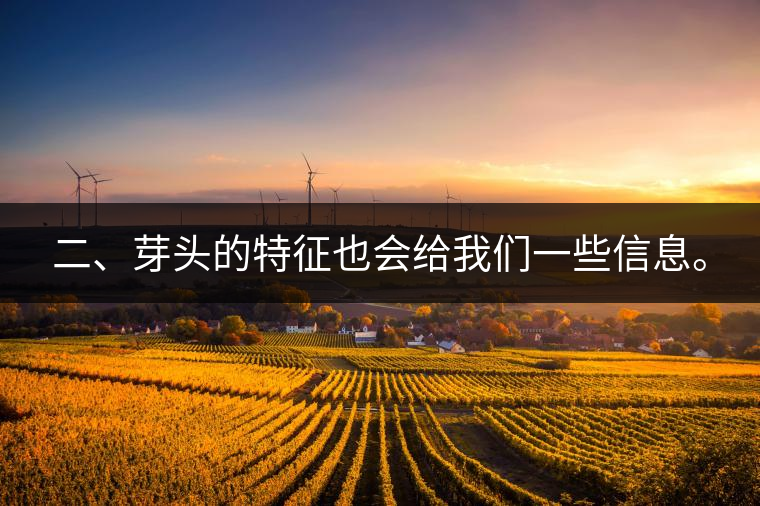 二、芽頭的特征也會給我們一些信息。