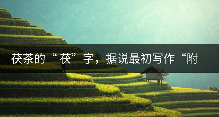 茯茶的“ 茯”字，據(jù)說最初寫作“附”，意思就是非“正”品，次等貨。茯磚茶選料多用質地很老的茶葉，加上茶梗與枝葉拼配。陳化后，性溫，有著獨特的營養(yǎng)價值，更有助于幫助消化去膩。有些時候，茶傳播也有尷尬的時候，今天中原大地流行喝陳茶的時候，這個地方卻開始喝新茶。喝也喝出問題來，磚茶不適合品新，因為老枝葉含氟高的緣故，許多牧民甚至氟中毒，國家正在著手解決這一問題。但從根本上來說，還是需要消費者回到自己的傳統(tǒng)，把茶葉的儲藏習慣繼續(xù)保留。