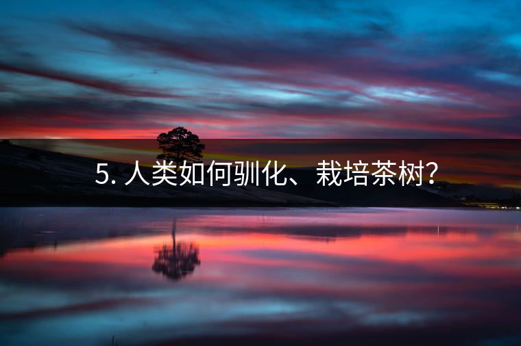 ??5. 人類(lèi)如何馴化、栽培茶樹(shù)？