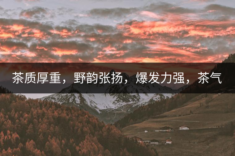 茶質(zhì)厚重，野韻張揚，爆發(fā)力強(qiáng)，茶氣十足