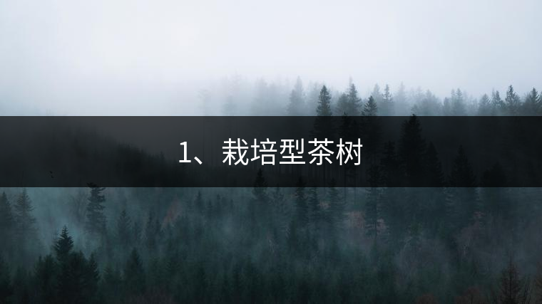 1、栽培型茶樹