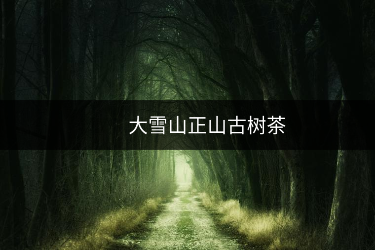 　　大雪山正山古樹茶