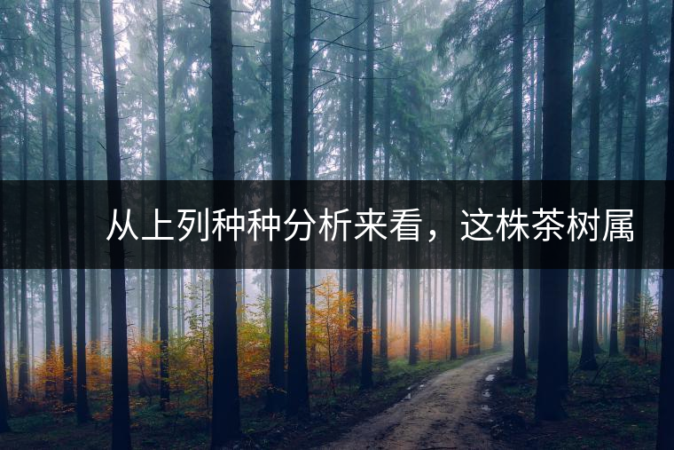 　　從上列種種分析來(lái)看，這株茶樹(shù)屬野生類型應(yīng)無(wú)疑問(wèn)。