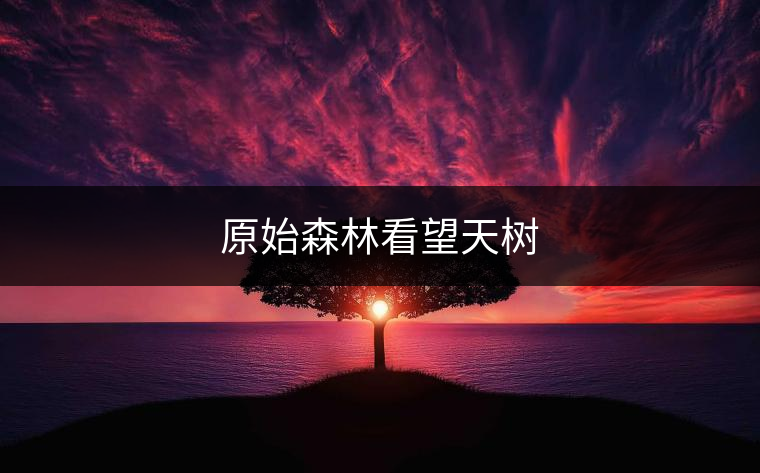 原始森林看望天樹 原始森林看望天樹