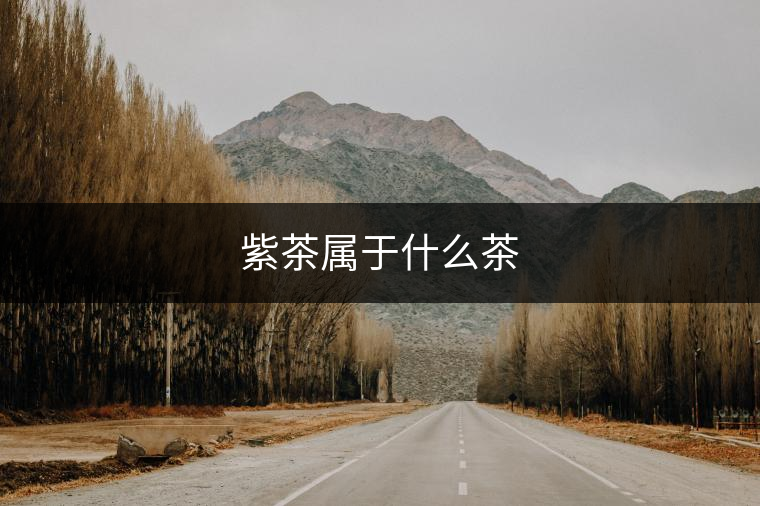 紫茶屬于什么茶