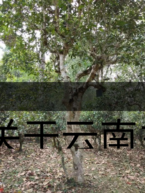 有關(guān)于云南主要茶產(chǎn)區(qū)（臨滄市）的介紹！