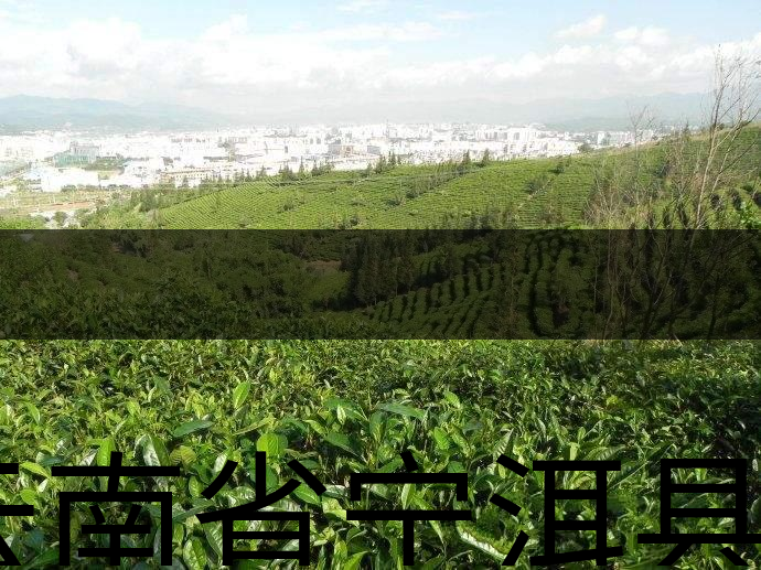 云南省寧洱縣茶業(yè)概況簡述（上）