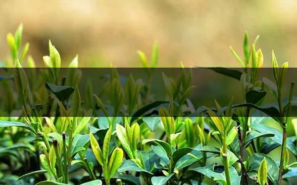 不同的身體癥狀分別該喝什么茶？