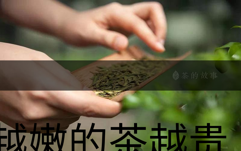 越嫩的茶越貴，但越貴的茶就越好嗎？