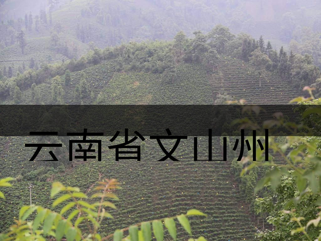 云南省文山州茶業(yè)概況概況簡(jiǎn)述 云南省文山州茶業(yè)概況概況簡(jiǎn)述