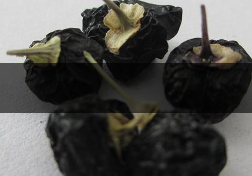 黑枸杞什么時候成熟-可以天天喝嗎 黑枸杞什么時候成熟-可以天天喝嗎