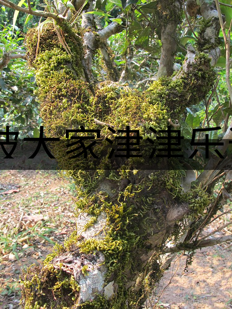 被大家津津樂道的森林茶，你知道是什么？-3-1