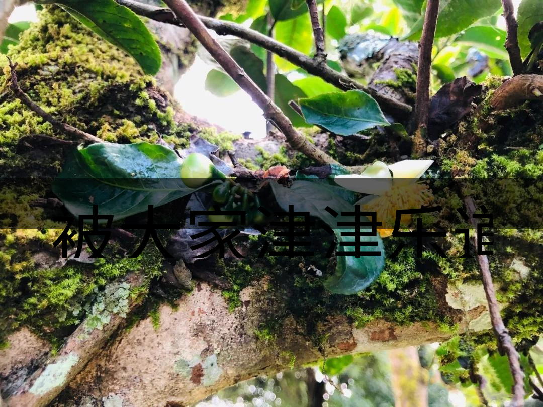 被大家津津樂道的森林茶，你知道是什么？-4-1