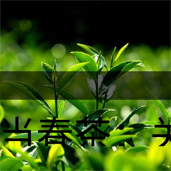 正當春茶：關(guān)于這些茶知識你知道嗎？-1