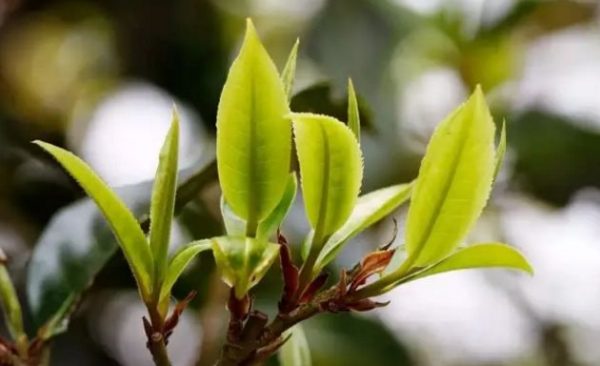 一杯刮風(fēng)寨，邂逅山野之韻