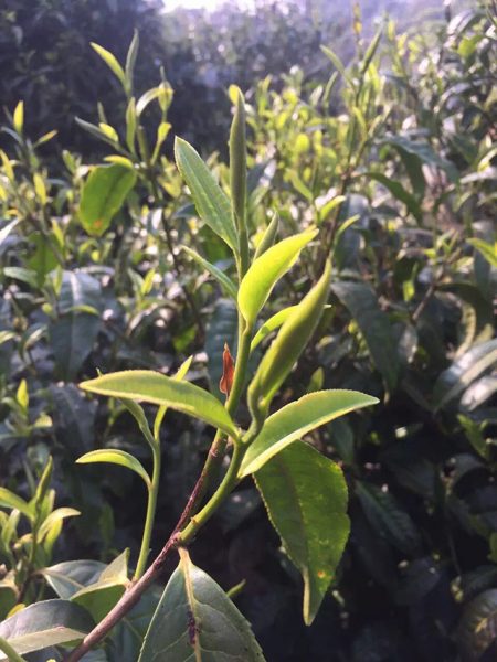 為什么古樹普洱春茶這么受追捧？