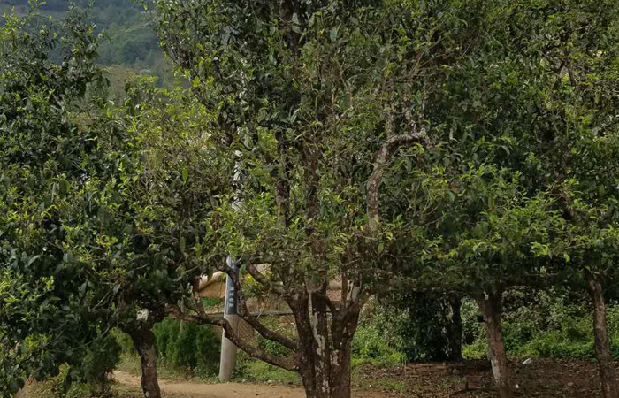 2021年冰島老寨秋茶口感特點(diǎn)？