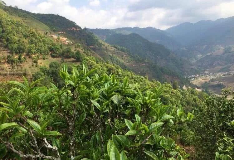 2021年冰島秋茶，你所需要知道的七個(gè)事實(shí)