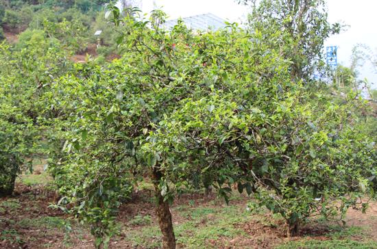 2021年冰島古樹秋茶價(jià)格，歷史價(jià)格