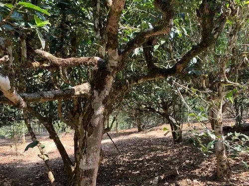 2021年磨烈古樹秋茶特點(diǎn)？
