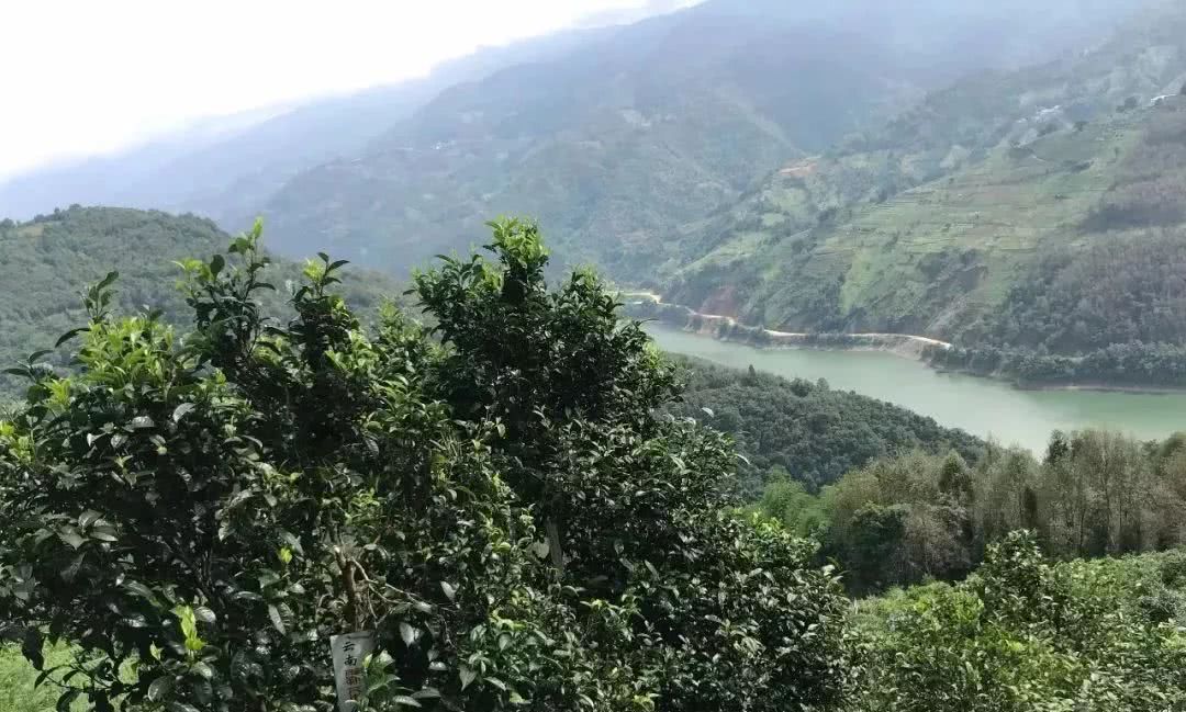 2021年單論茶氣，冰島也不如它-磨烈古樹秋