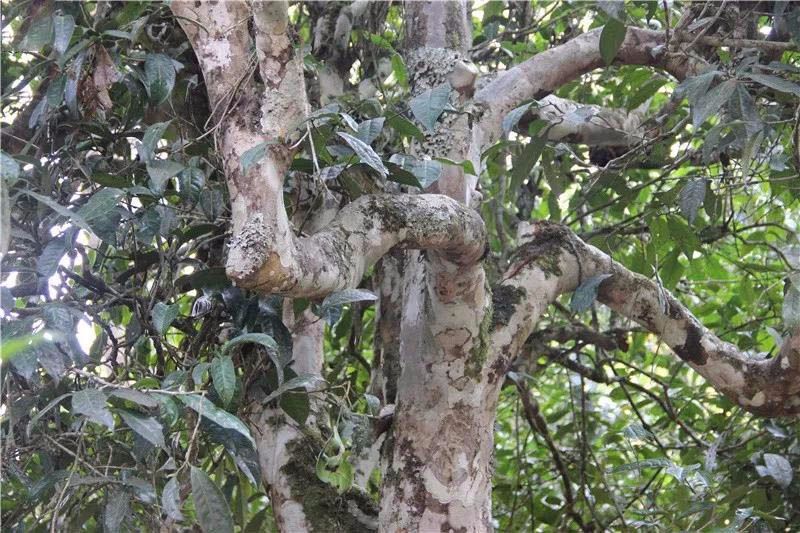 2021小戶賽古樹秋茶與冰島茶哪里不一樣？