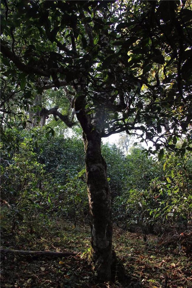 2021年大戶賽古樹秋茶特點(diǎn)？