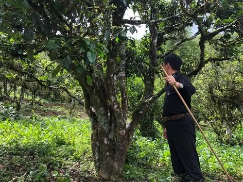 2021年大雪山古樹秋茶特點(diǎn)？