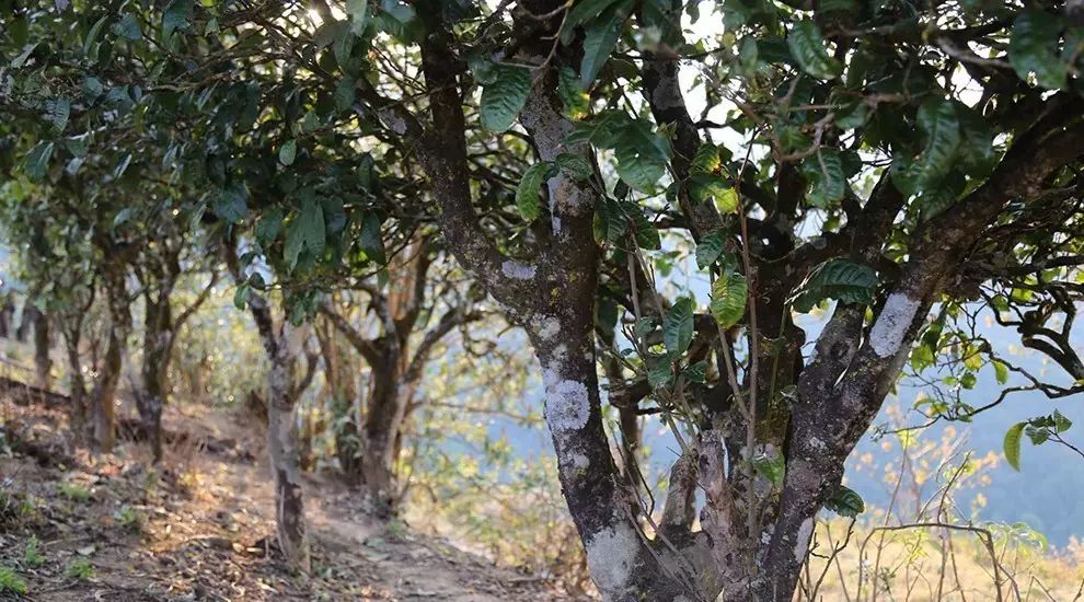 2021年大雪山古樹(shù)秋茶口感品鑒？