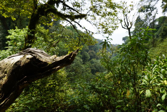 2021年大雪山秋茶季探尋神秘的古樹(shù)群落!
